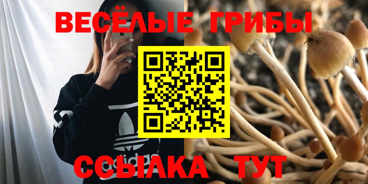Псилоцибиновые грибы Psilocybe Тюмень